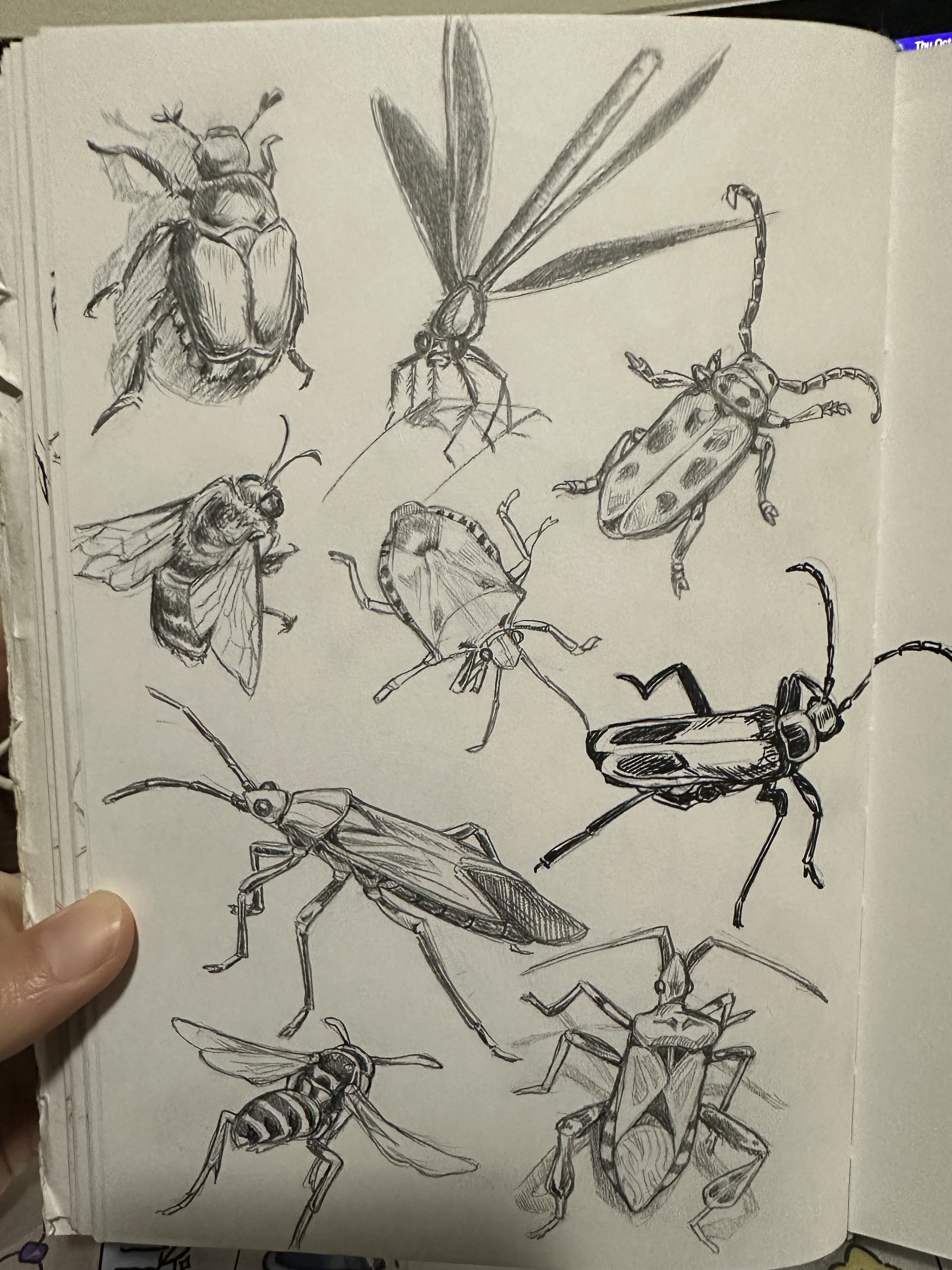 Pencil sketches of several insects.