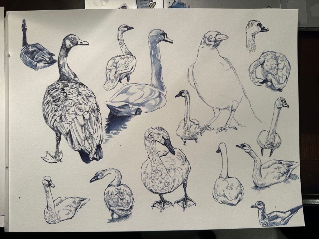 Ink sketches of several birds, including Trumpeter Swans, a Canada goose, a Mute Swan, an American Crow, and a Ring-Billed Gull.