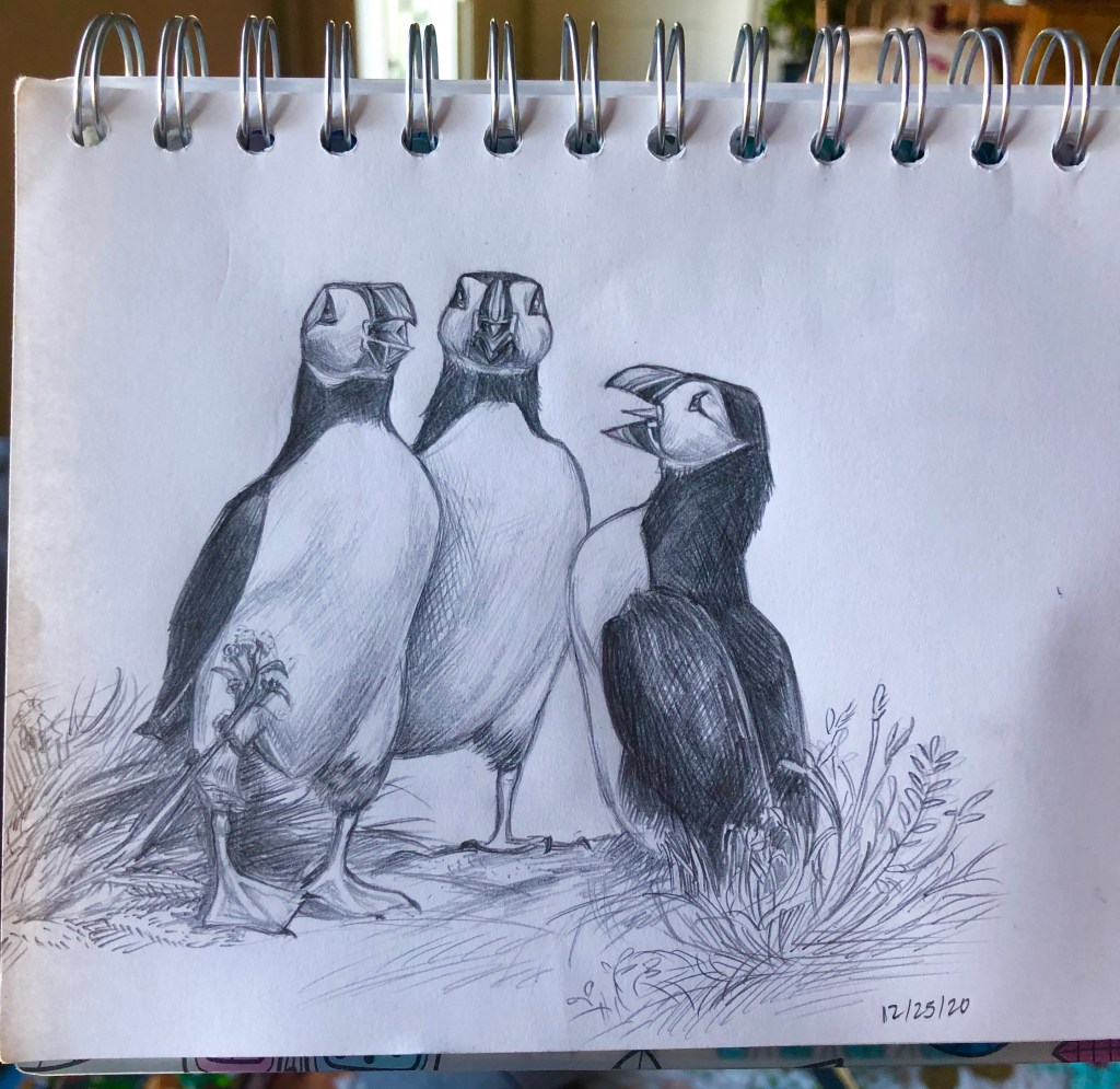 Pencil drawing of three Atlantic Puffins standing in a circle, looking as if they are singing in a chorus.